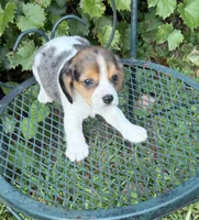 Teddy (Beaglier), a male Beagle for sale in Dalton, GA – 2 of 4