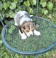 Teddy Bear (Beaglier), a male Cavalier King Charles Spaniel for sale in Dalton, GA – 3 of 5