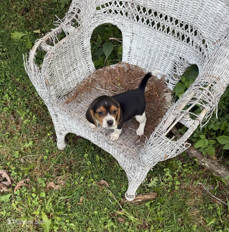Sadie  – Beagle puppy for sale in Dalton, GA