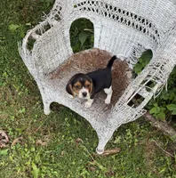 Sadie , a female Beagle for sale in Dalton, GA – 1 of 3