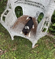 Sadie , a female Beagle for sale in Dalton, GA – 3 of 3
