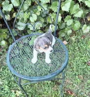 Pearl (Beaglier), a female Cavalier King Charles Spaniel for sale in Dalton, GA – 2 of 3