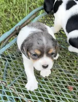 Pearl (Beaglier) , a female Beagle for sale in Dalton, GA – 1 of 1