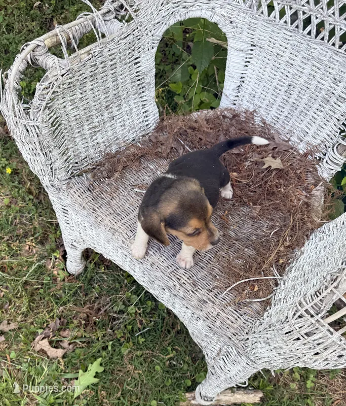 Hank – Beagle puppy for sale in Dalton, GA
