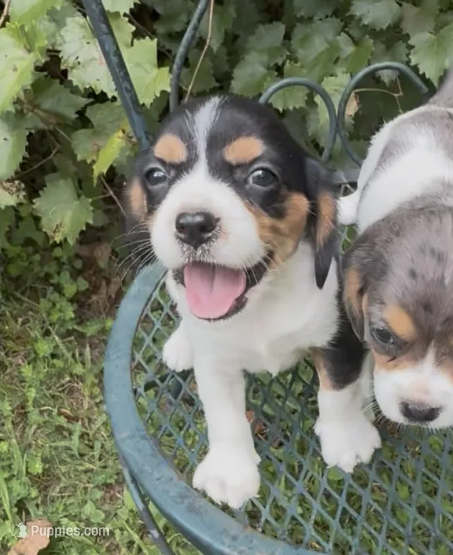 Bailey (Beaglier) – Beagle puppy for sale in Dalton, GA