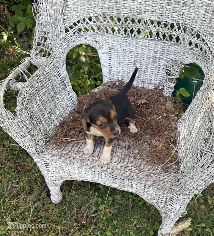Izzy – Beagle puppy for sale in Dalton, GA