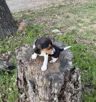 Sadie , a female Beagle for sale in Dalton, GA – Photo 2 of 3