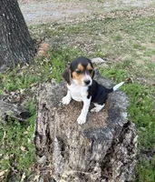 Sadie , a female Beagle for sale in Dalton, GA – Photo 1 of 3