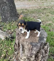Sadie , a female Beagle for sale in Dalton, GA – Photo 3 of 3
