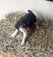 Max, a male Beagle for sale in Dalton, GA – Photo 3 of 3