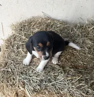 Max, a male Beagle for sale in Dalton, GA – Photo 2 of 3