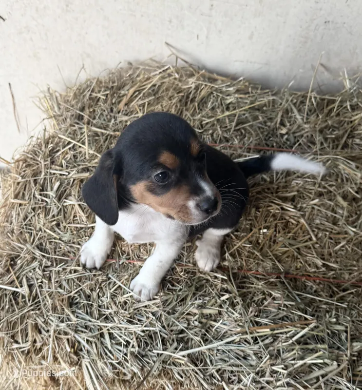 Max – Beagle puppy for sale in Dalton, GA