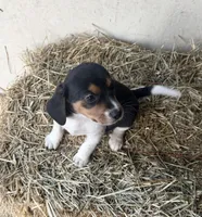 Max, a male Beagle for sale in Dalton, GA – Photo 1 of 3