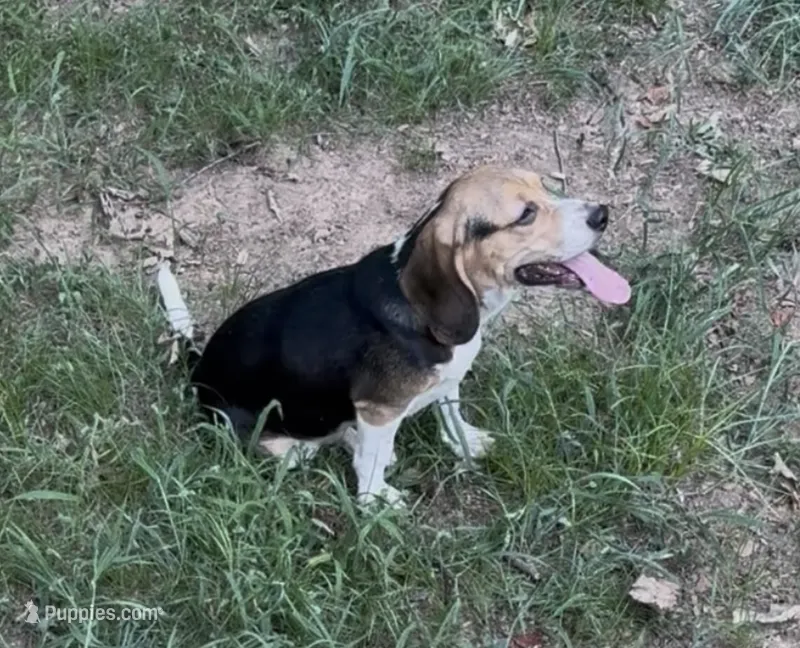 Sadie – Beagle puppy for sale in Dalton, GA