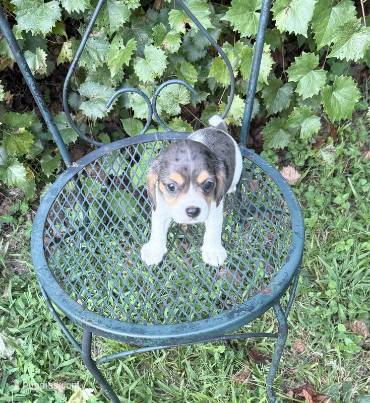 Pearl  (Beaglier) – Beagle puppy for sale in Dalton, GA