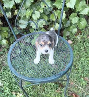 Pearl (Beaglier), a female Cavalier King Charles Spaniel for sale in Dalton, GA – 1 of 3