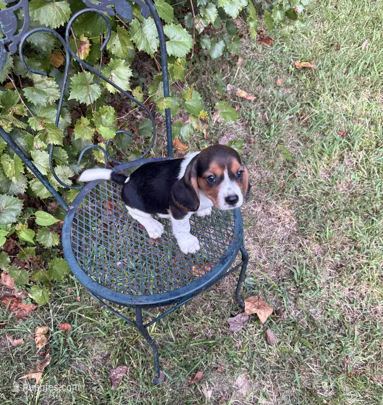 Ollie (Beaglier) – Beagle puppy for sale in Dalton, GA