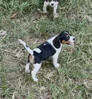 Molly (Beaglier), a female Beagle for sale in Dalton, GA – 3 of 3