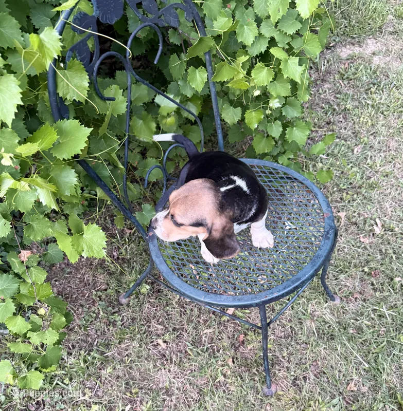 Nina – Beagle puppy for sale in Dalton, GA