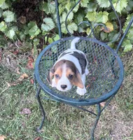 Teddy, a male Beagle for sale in Dalton, GA – 3 of 4