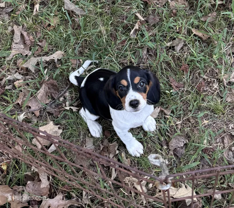 Molly (Beaglier) – Beagle puppy for sale in Dalton, GA