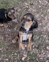 Champ, a male Beagle for sale in Dalton, GA – 3 of 3