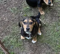 Champ, a male Beagle for sale in Dalton, GA – 2 of 3