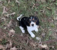 Missy (Beaglier), a female Beagle for sale in Dalton, GA – 1 of 3