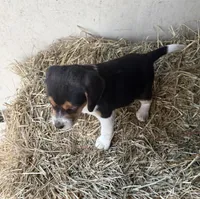 Molly, a female Beagle for sale in Dalton, GA – Photo 1 of 3