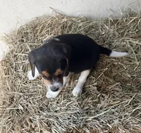 Molly, a female Beagle for sale in Dalton, GA – Photo 2 of 3
