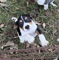 Hanna (Beaglier), a female Beagle for sale in Dalton, GA – 2 of 3