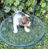 Teddy (Beaglier), a male Beagle for sale in Dalton, GA – 4 of 4
