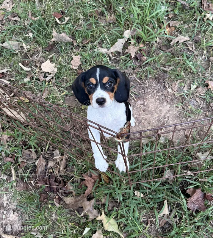 Molly (Beaglier) – Beagle puppy for sale in Dalton, GA