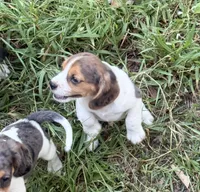 Charlie (Beaglier), a male Beagle for sale in Dalton, GA – 2 of 2