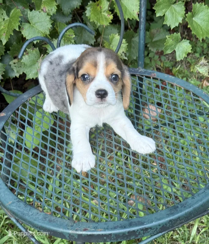 Teddy Bear (Beaglier) – Cavalier King Charles Spaniel puppy for sale in Dalton, GA