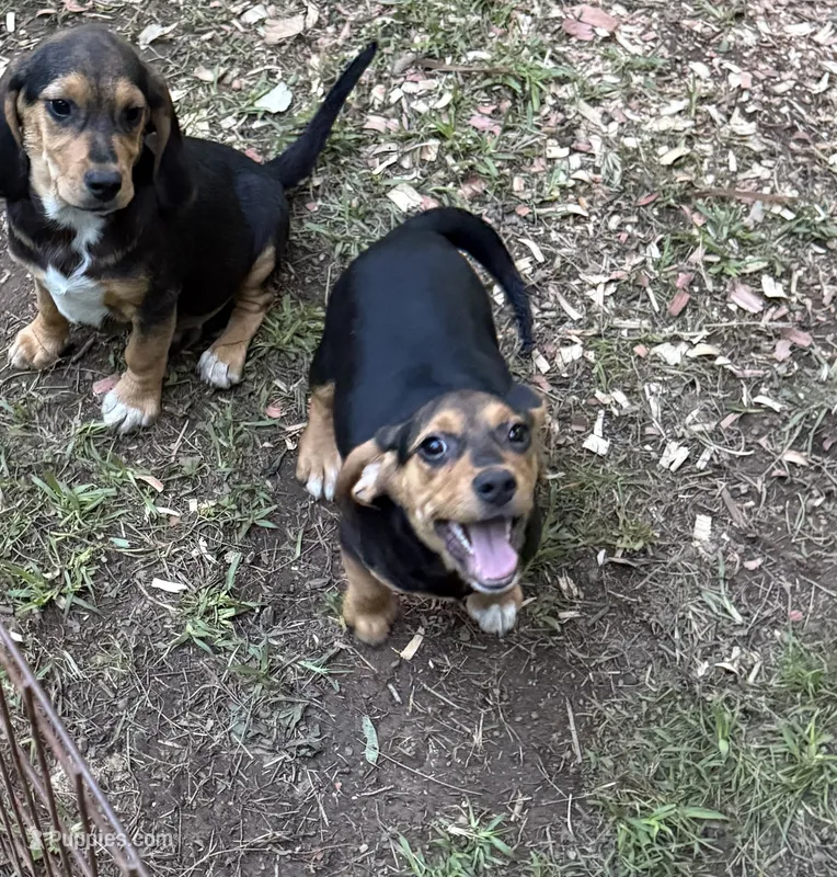 Molly – Beagle puppy for sale in Dalton, GA