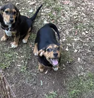 Molly, a female Beagle for sale in Dalton, GA – 2 of 3