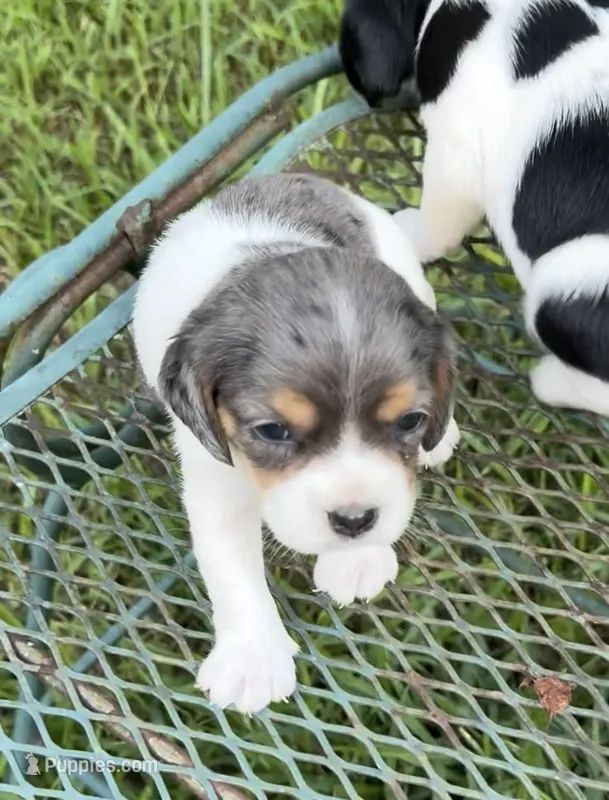 Pearl  (Beaglier) – Beagle puppy for sale in Dalton, GA