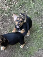 Molly, a female Beagle for sale in Dalton, GA – 3 of 3