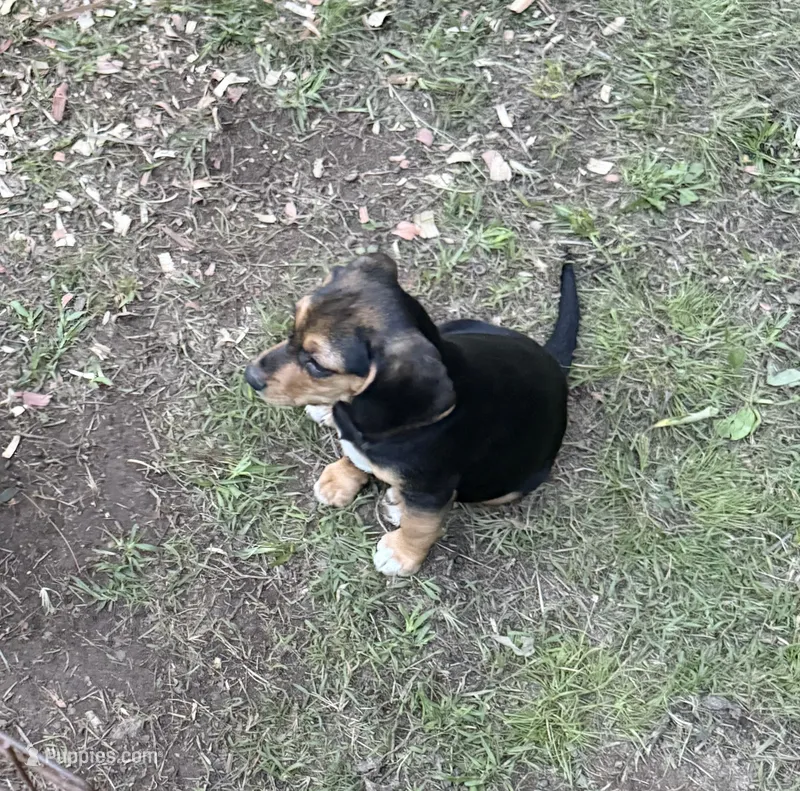 Molly – Beagle puppy for sale in Dalton, GA