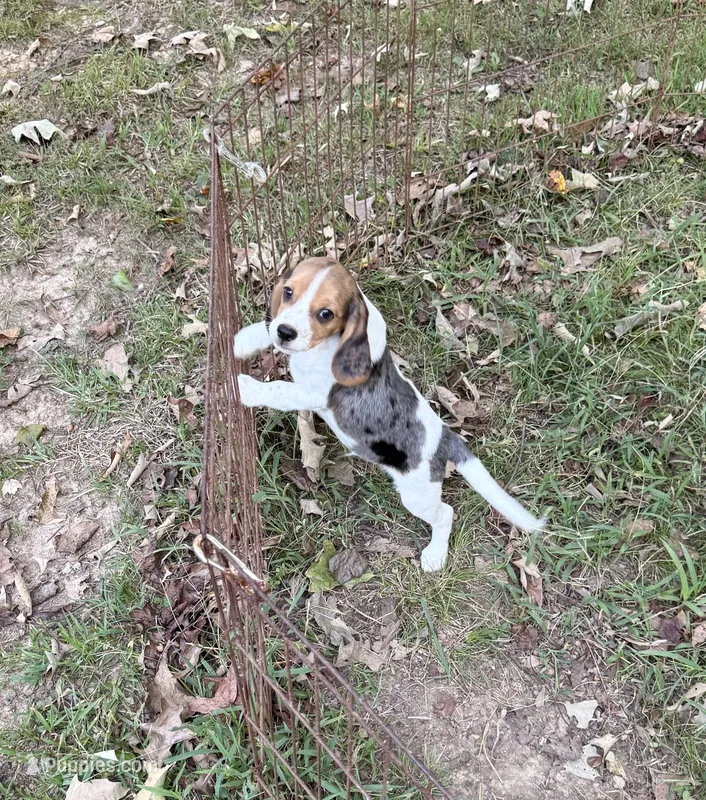 Charlie (Beaglier) – Beagle puppy for sale in Dalton, GA