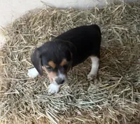 Molly, a female Beagle for sale in Dalton, GA – Photo 2 of 3