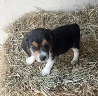 Molly, a female Beagle for sale in Dalton, GA – Photo 1 of 3