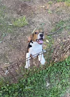 Jazz, a female Beagle for sale in Dalton, GA – 2 of 3