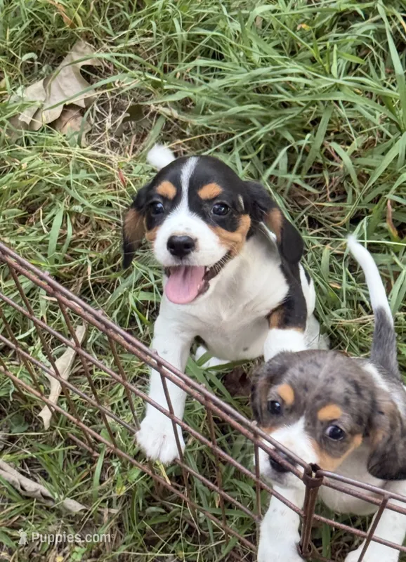 Sasha (Beaglier) – Beagle puppy for sale in Dalton, GA