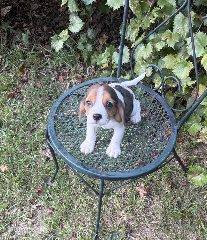 Charlie (Beaglier) – Beagle puppy for sale in Dalton, GA