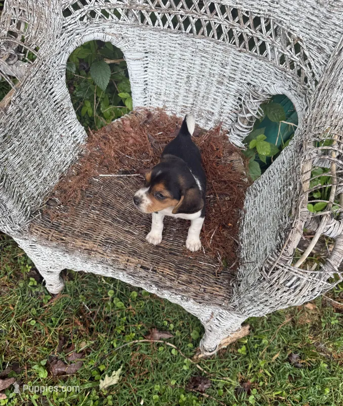 Sadie , a female Beagle for sale in Dalton, GA – Photo 1 of 1