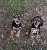 Betsy, a female Beagle for sale in Dalton, GA – 3 of 3