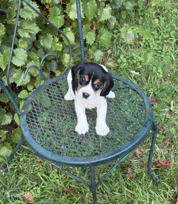Jasmine (Beaglier) – Beagle puppy for sale in Dalton, GA