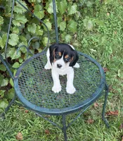 Jasmine (Beaglier), a female Beagle for sale in Dalton, GA – 1 of 3